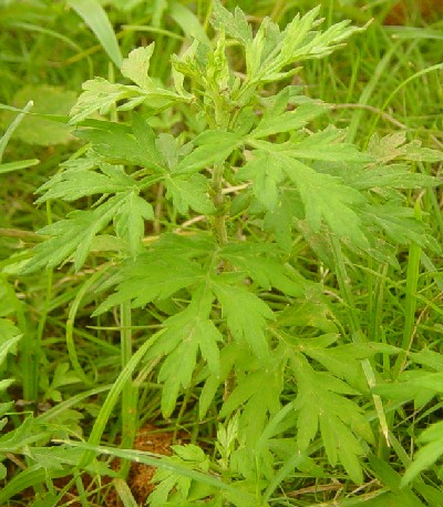 艾草 Asiatic Wormwood