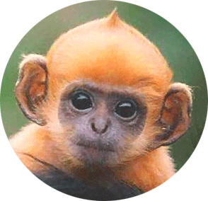 Baby Ginger Monkey